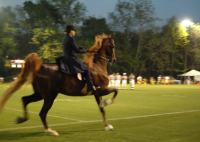 horse on field