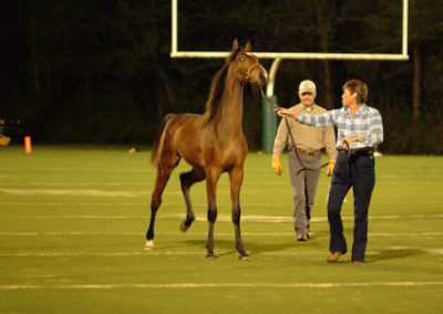 Horse on Field