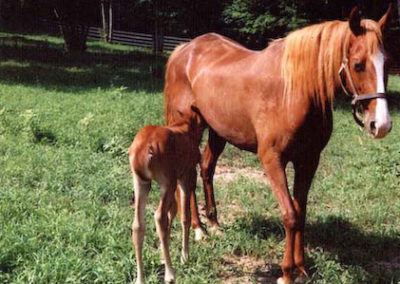 Baby and Mother Horse